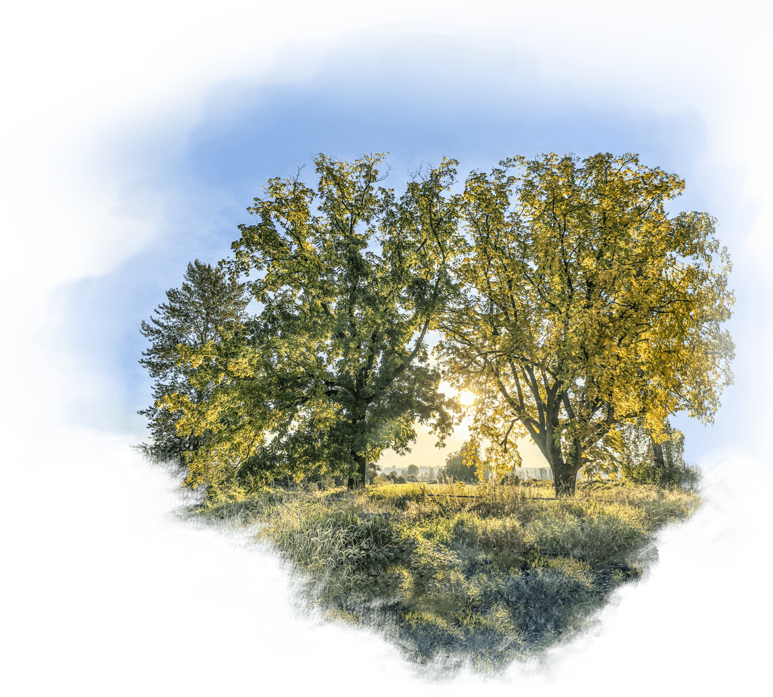 Black walnut tree at Falconglen Organic Farms