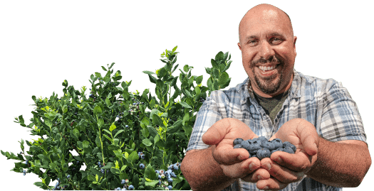 Paul Falcon holding a handful of Falconglen organic blueberries