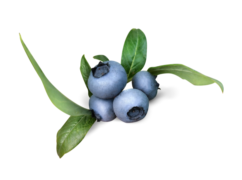 Small cluster of organic blueberries