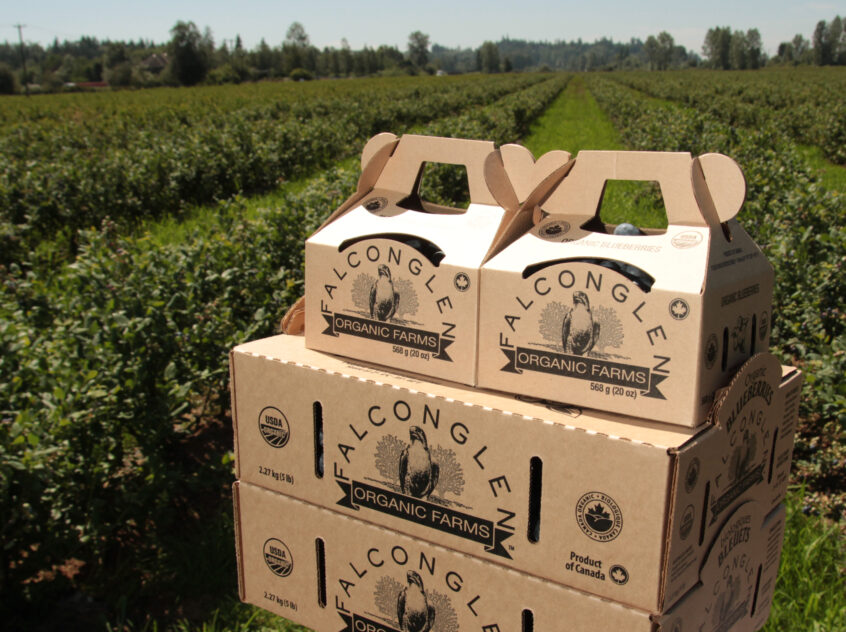 Boxes of Falconglen organic blueberries in front of organic blueberry field