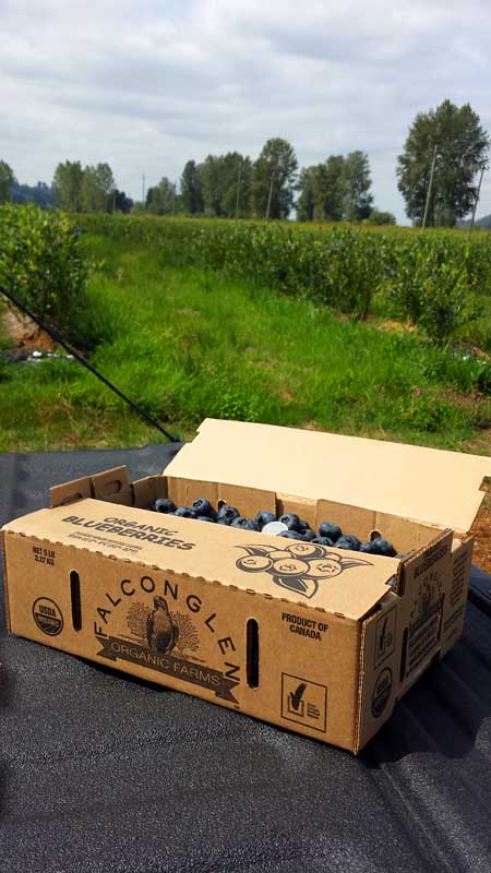 A 5 lb box of Falconglen organic blueberries